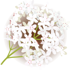 pc-elderflower