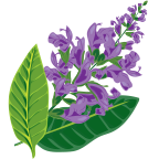 pc-salvia